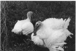 1turkeys.jpg