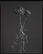 ArtichoakFlowersFull.jpg
