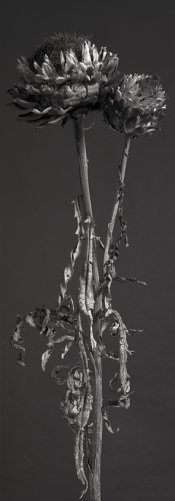 ArtichokeFlower4x10.jpg