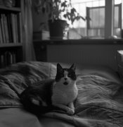 fomapan100_rodinal_100113_001_resized.jpg