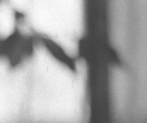 fomapan100_rodinal_100113_001_crop.jpg
