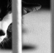 fomapan_rodinal_100115_003_crop.jpg