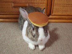 Bunny.jpg