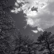 Pines & Clouds.jpg