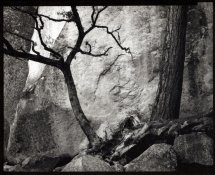Oak, Pine, Rock.jpg