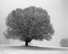 Snowy-tree-fr4_850x680.jpg