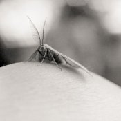 Moth 02_sm.jpg