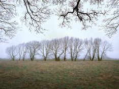 Trees-650-pix.jpg