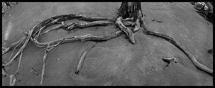 9-Roots.jpg