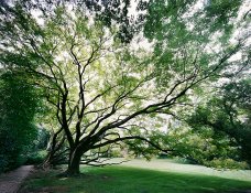 Trees-at-Dumbarton-Oaks-650pix.jpg