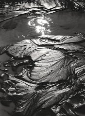 Salt Creek #20, 1988.jpg