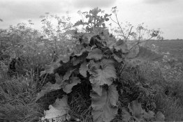 retro_tonal_rodinal125_100609_003_small.jpg