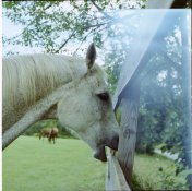 horseday4.jpg