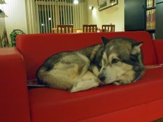 Picachu_on_couch_web.jpg