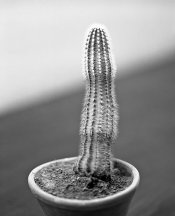 Cactus_Emeritus.jpg