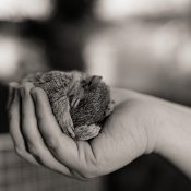 baby-squirrel-01_apug.jpg