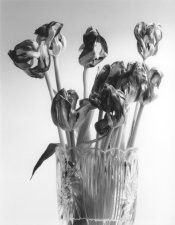 Dead_tulips-01b.jpg