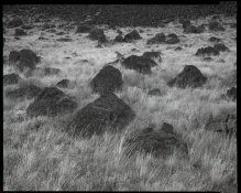 Grasses and Rock.jpg