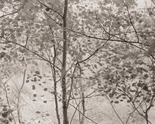 among-aspens.jpg