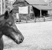 horse-&-barn-26_I-used-to-live-there_web.jpg