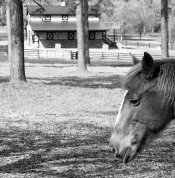 horse&barn-28_but now I live here.jpg