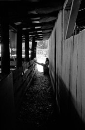 Waiting_in_the_stall-S.jpg