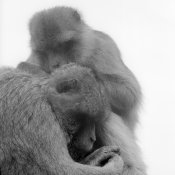 Ape_hassy14.jpg