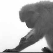 Ape_hassy6.jpg
