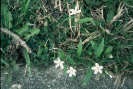 Roll1_C461053-R1-17-17.JPG Roll1_C461053-R1-17-17.JPG