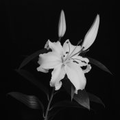 Lilly1.jpg