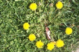 100_4161APUG.JPG 100_4161APUG.JPG