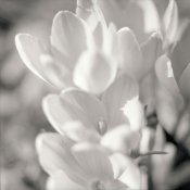 C330f-Fomapan100-004-WEB.jpg