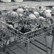 C330f-Fomapan100-009-WEB.jpg
