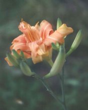 Lilly, pink 2  copy.jpg