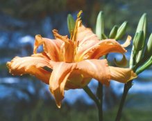 Lilly, pink  1    copy1.jpg