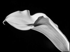 calla1-sm.jpg calla1-sm.jpg