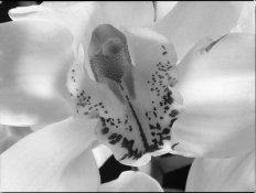 orch1-sm.jpg orch1-sm.jpg