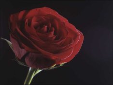 rose-light.jpg rose-light.jpg