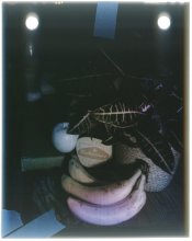 screen-plate photograph ceholmquist2010.jpg