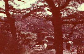 Shinjuki park 1.jpg