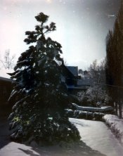 pine 2.jpg