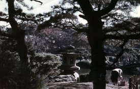 Shinjuki park 2.jpg
