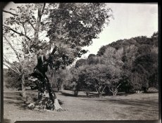 morningside-1.jpg