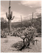 Saguaro-N.P.jpg