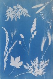 Gras zonder rand.jpg