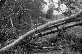 Estuary Windfall.jpg