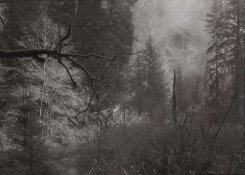 1 Prairie Creek Fog.jpg