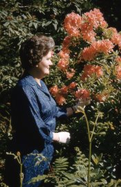 Coombe Wood May 1962 Malvene (Vena) Dulley copy copy.jpg