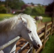 HORSE1.jpg