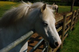 HORSE2.JPG